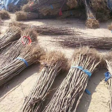 1-3年，大红袍花椒苗，狮子头花椒苗，无刺花椒苗！