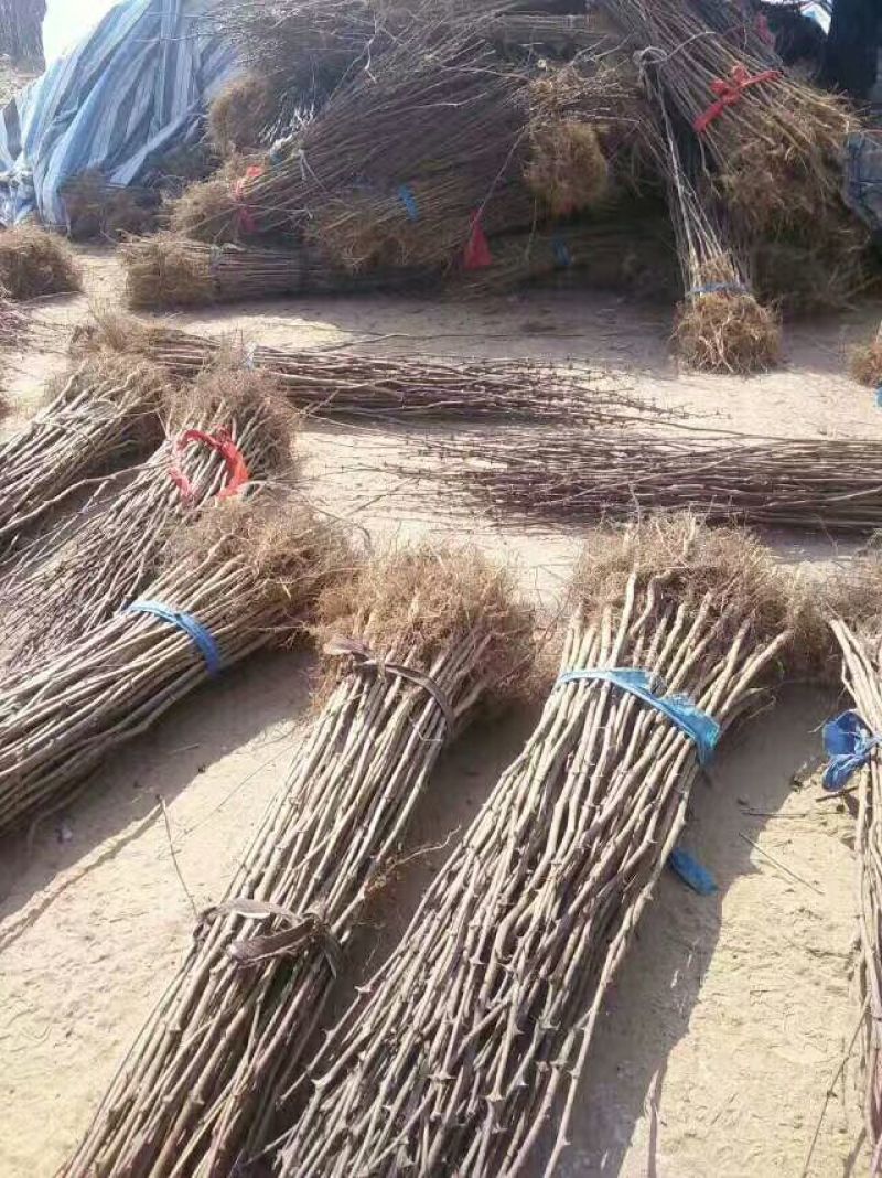 1-3年，大红袍花椒苗，狮子头花椒苗，无刺花椒苗！