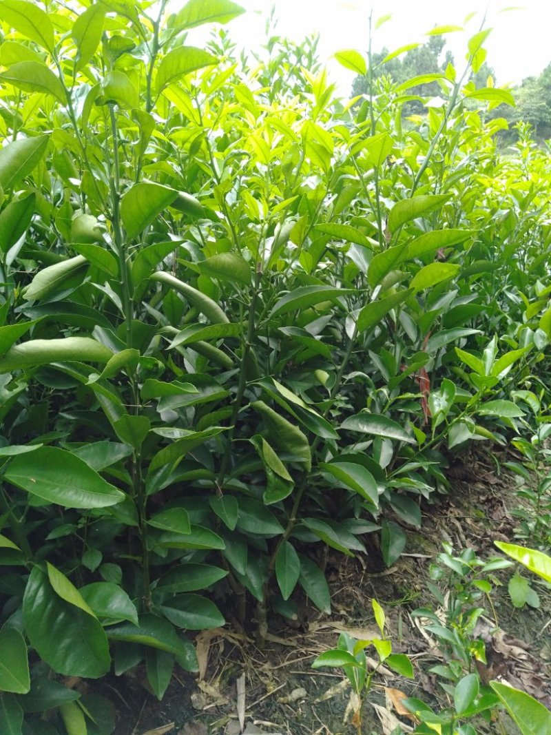 沃柑苗，高度30公分。长期免费技术指导服务。包上车，