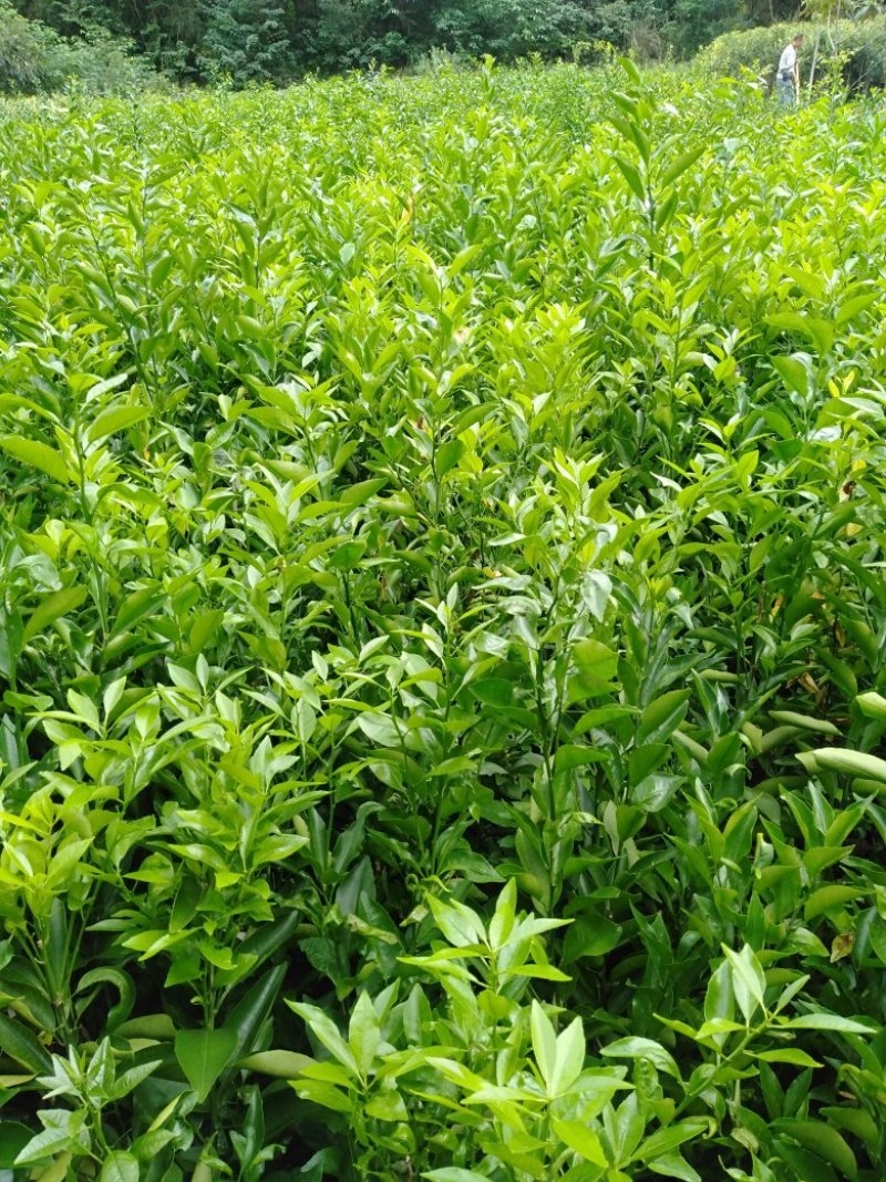 沃柑苗，高度30公分。长期免费技术指导服务。包上车，