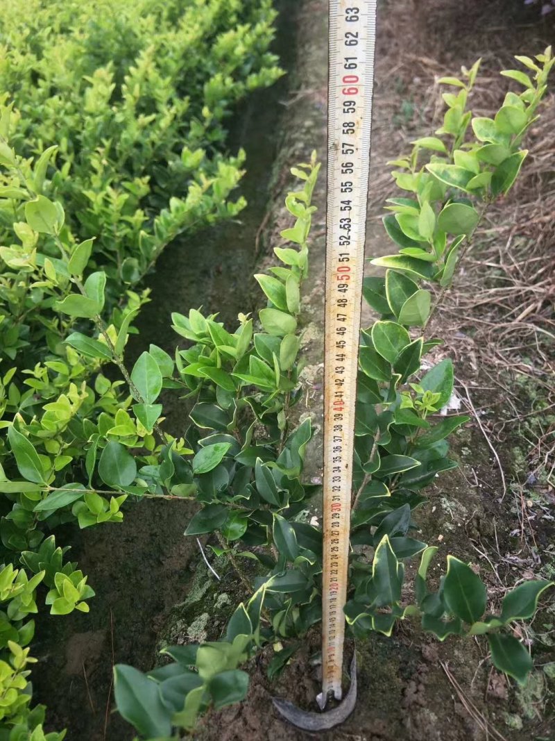 金森女贞小杯苗30-40厘米高