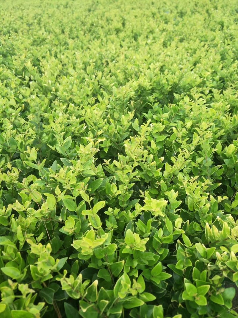 金森女贞小杯苗30-40厘米高