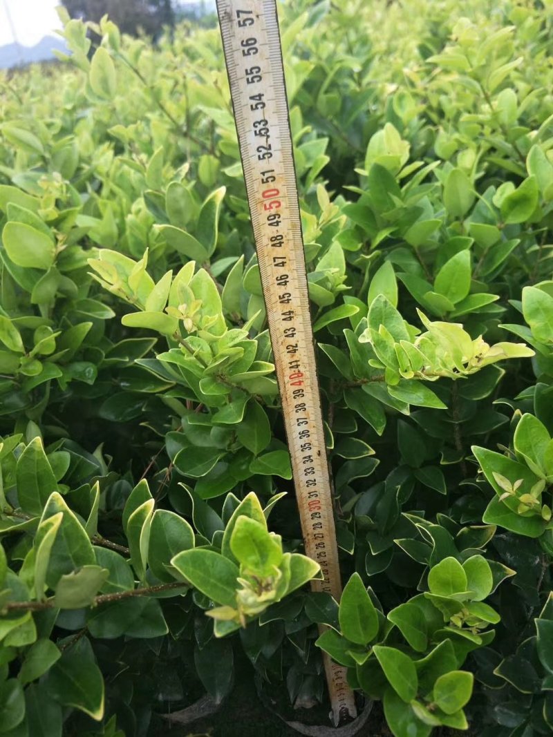 金森女贞小杯苗30-40厘米高