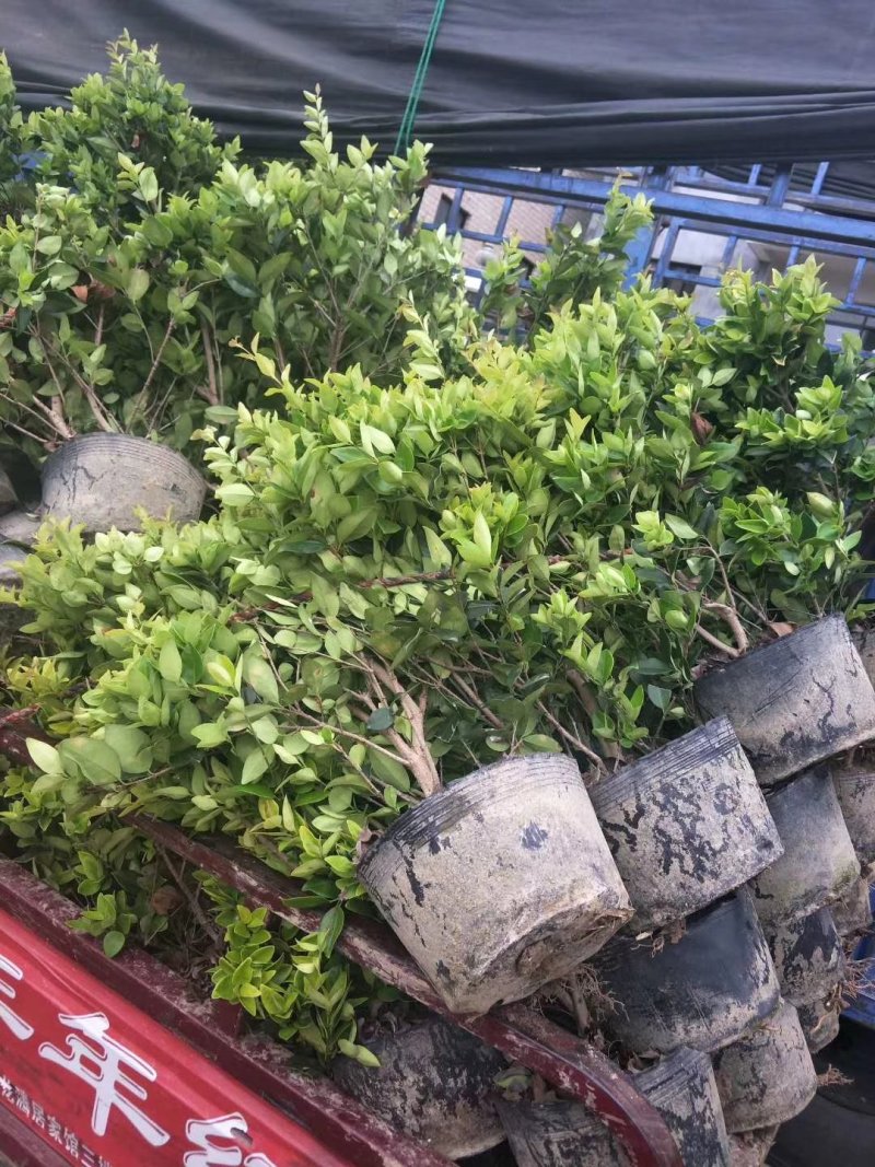 金森女贞小杯苗30-40厘米高