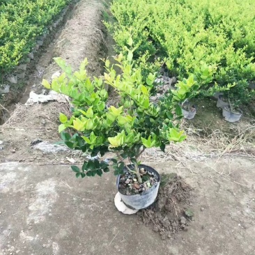 金森女贞小杯苗30-40厘米高