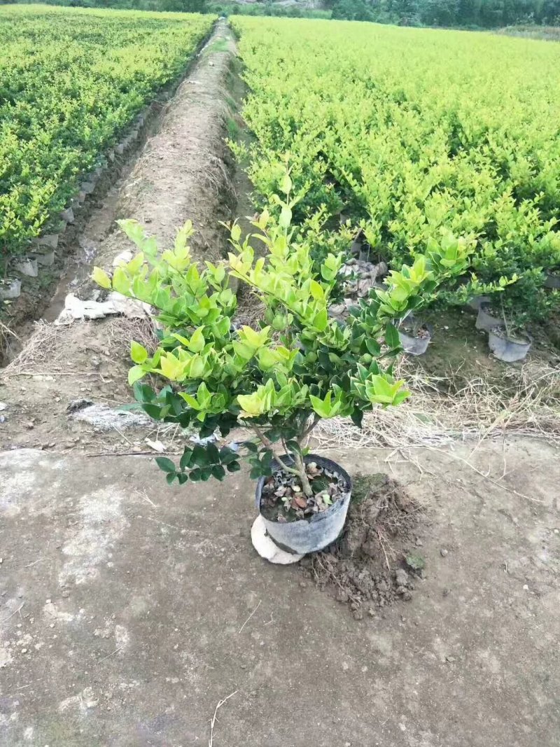 金森女贞小杯苗30-40厘米高