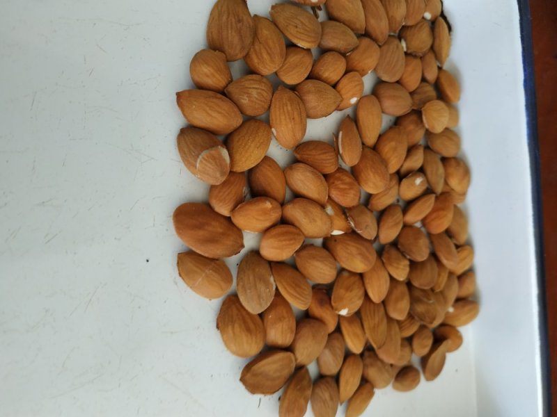 桃树种子。含仁饱满。