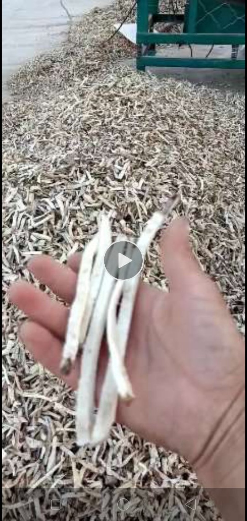 绵萆薢丝