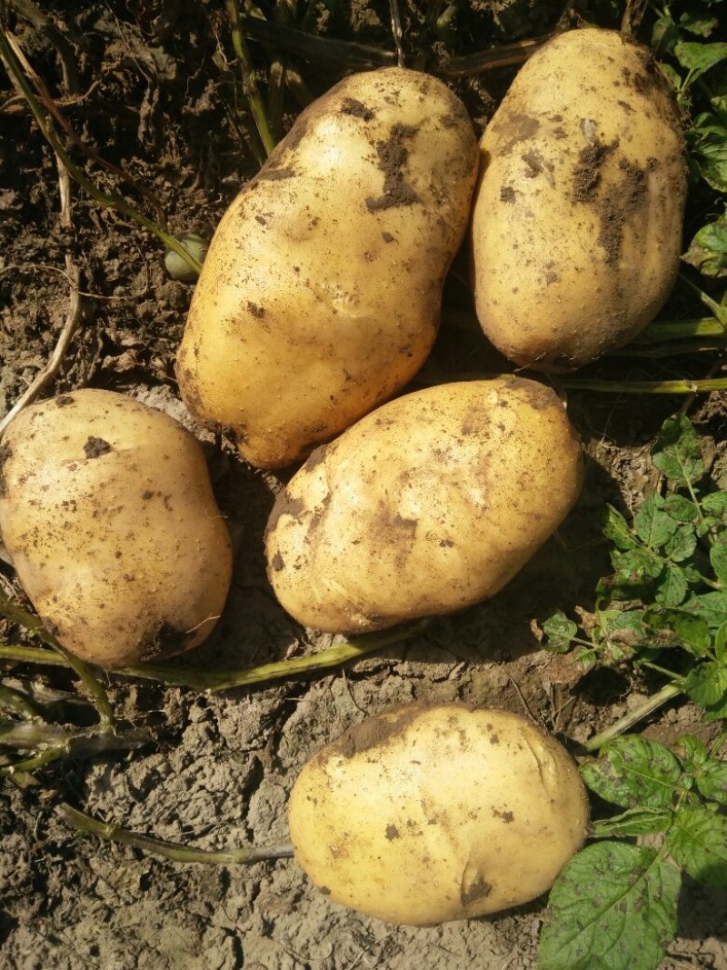陇薯7号