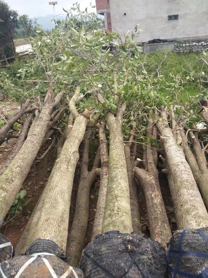 垃圾桂花