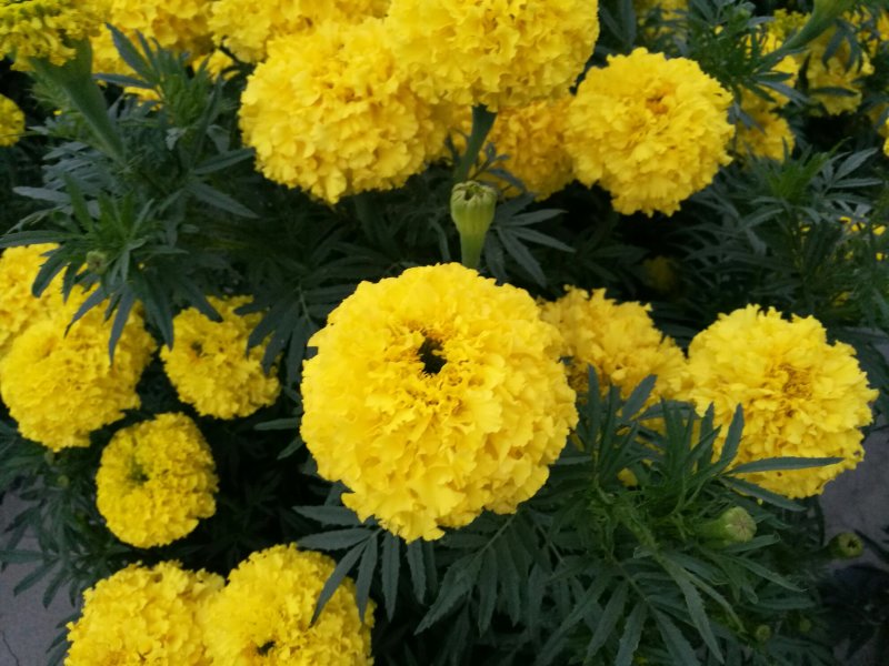 尾穗苋，孔雀草，观赏椒，万寿菊，六倍利