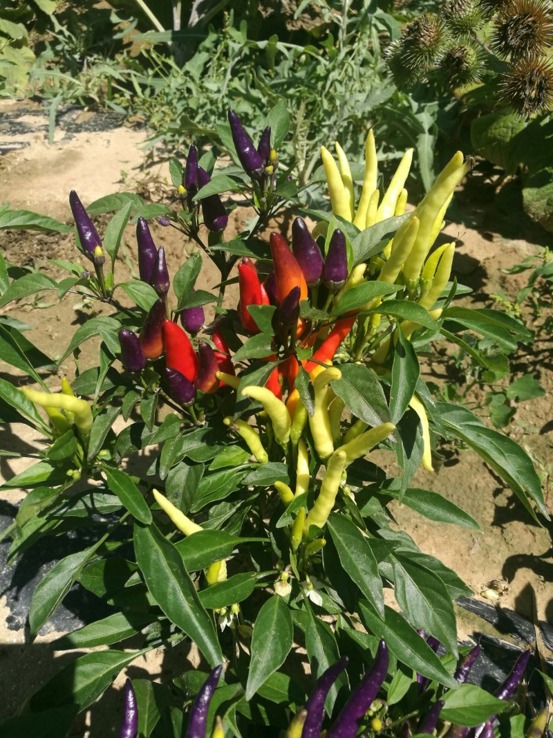 尾穗苋，孔雀草，观赏椒，万寿菊，六倍利