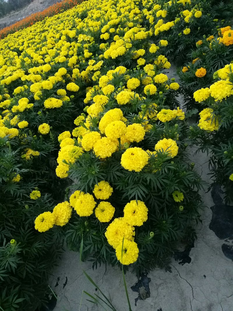 尾穗苋，孔雀草，观赏椒，万寿菊，六倍利