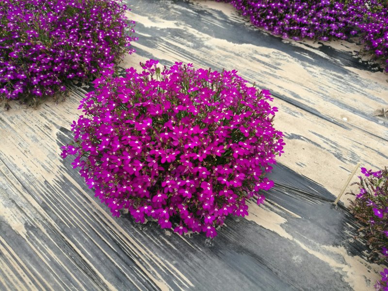 尾穗苋，孔雀草，观赏椒，万寿菊，六倍利