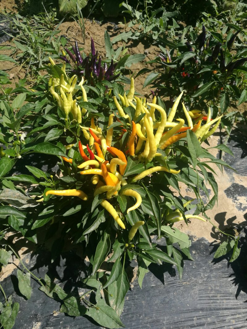 尾穗苋，孔雀草，观赏椒，万寿菊，六倍利