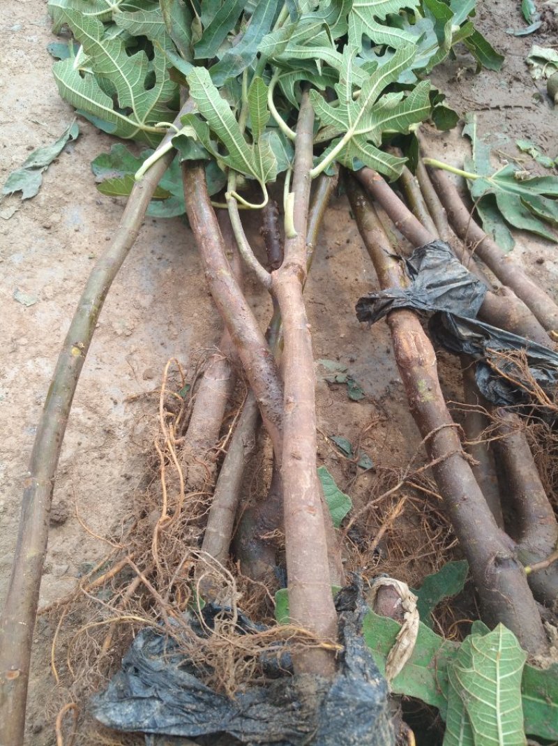 波姬红无花果苗各种果树苗基地直销批发零售大苗带果发货