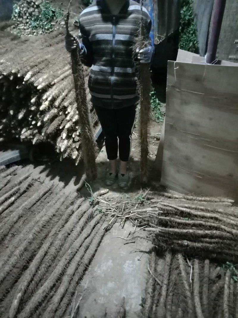 新麻山药
