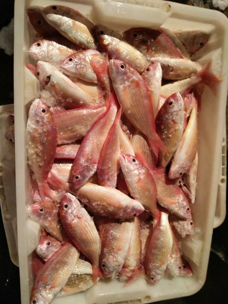 金线鱼规格齐全