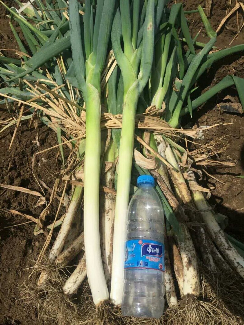 辽宁新民长白大葱