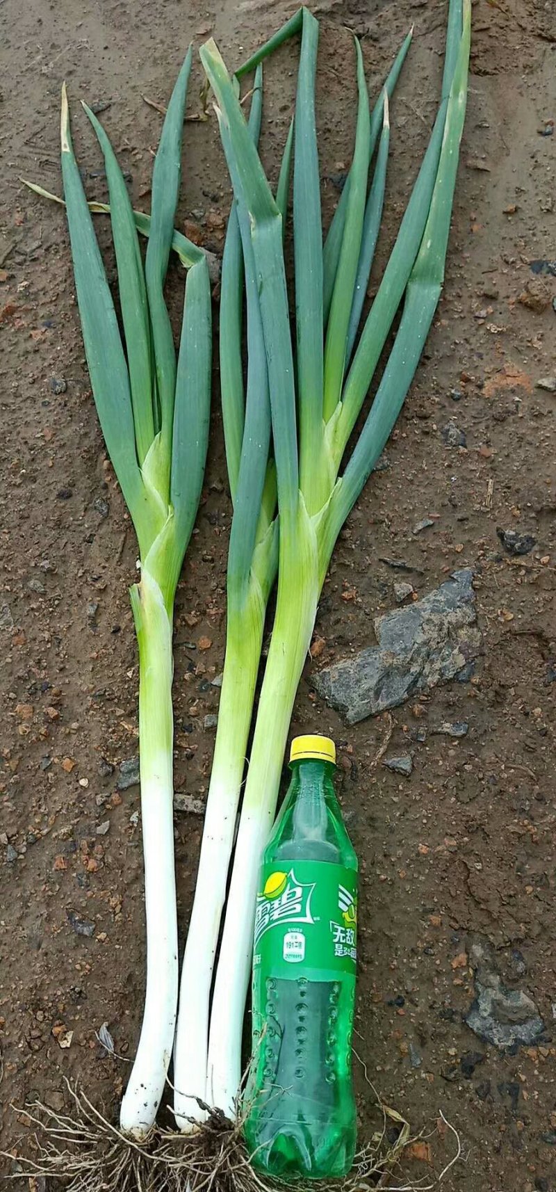 辽宁新民长白大葱