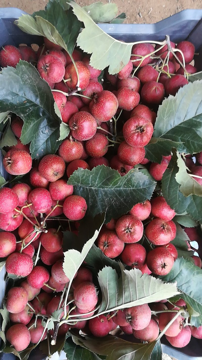 大金星山楂20~25克