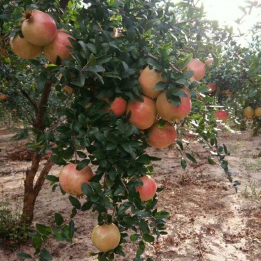 石榴苗，软籽石榴苗价格，突尼斯软籽石榴苗批发石榴苗基地