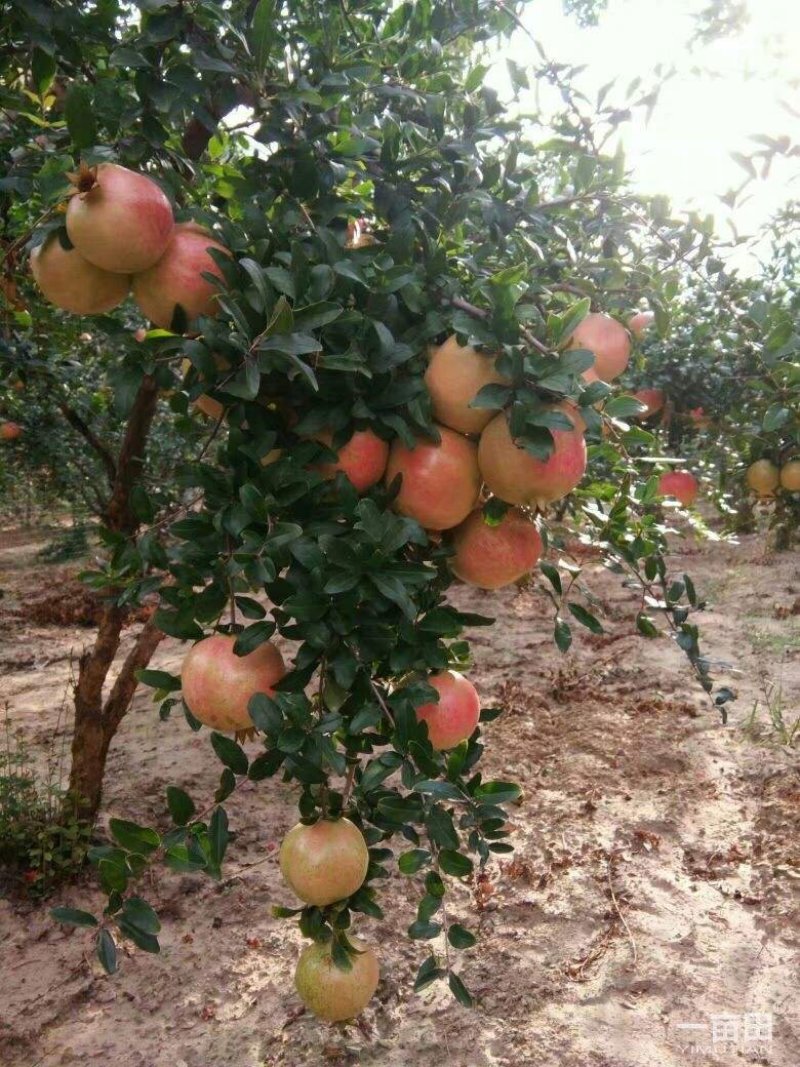 石榴苗，软籽石榴苗价格，突尼斯软籽石榴苗批发石榴苗基地