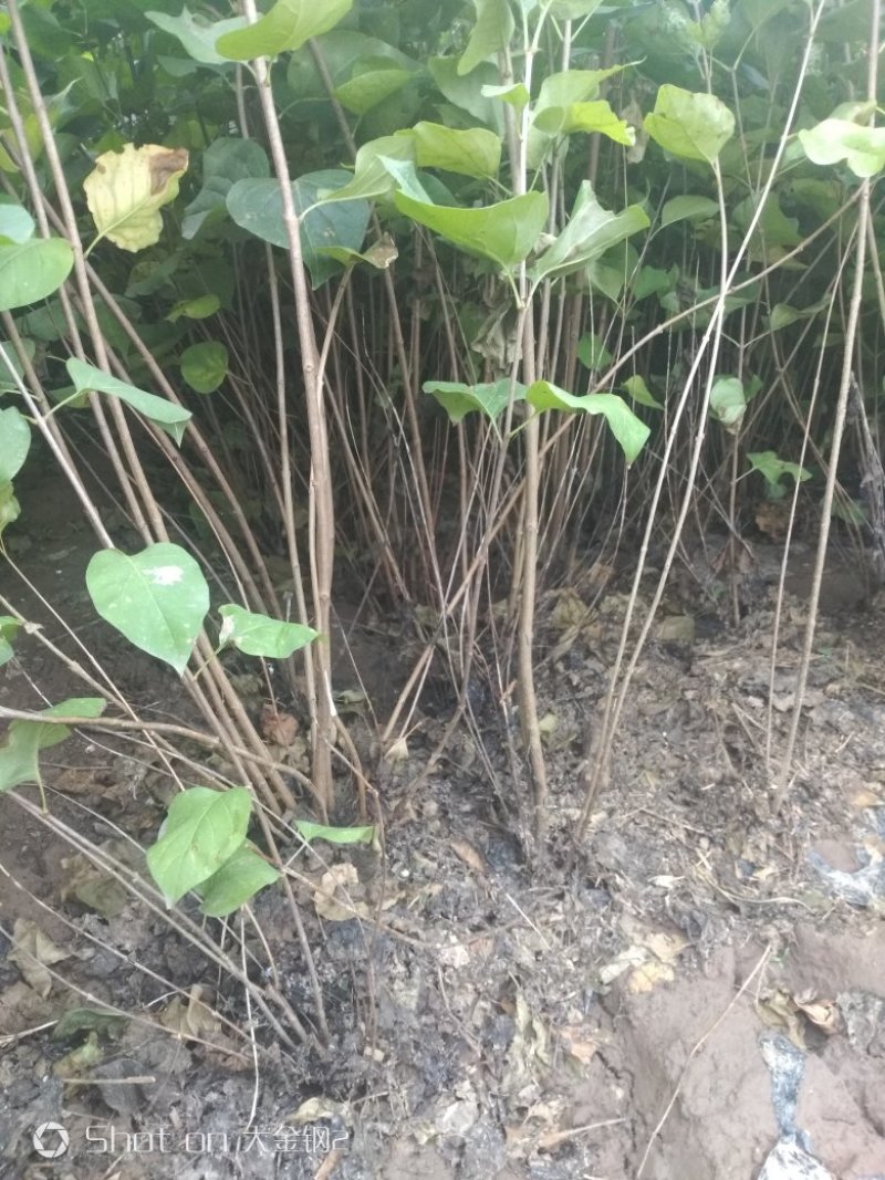 丛生紫叶丁香苗，分枝多，基地直供，支持现场看苗