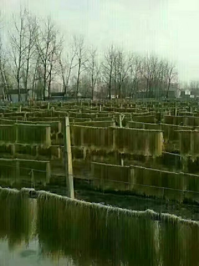 粉条