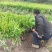 大量出售鸢尾苗，苗高30-50公分。