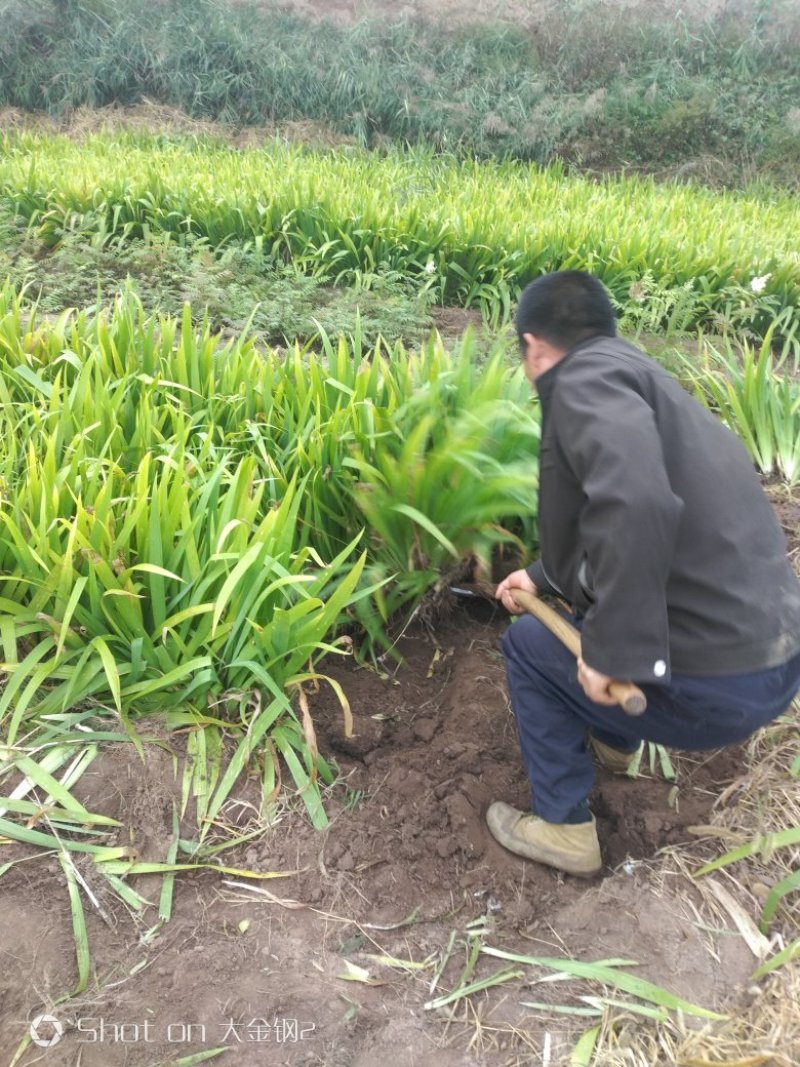 大量出售鸢尾苗，苗高30-50公分。