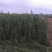 出售玉露香梨苗，定植梨树苗，基地直供，