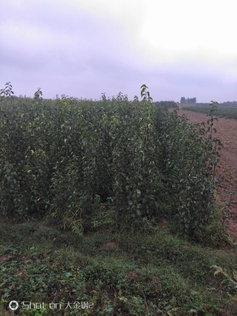 出售玉露香梨苗，定植梨树苗，基地直供，