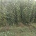 出售玉露香梨苗，定植梨树苗，基地直供，