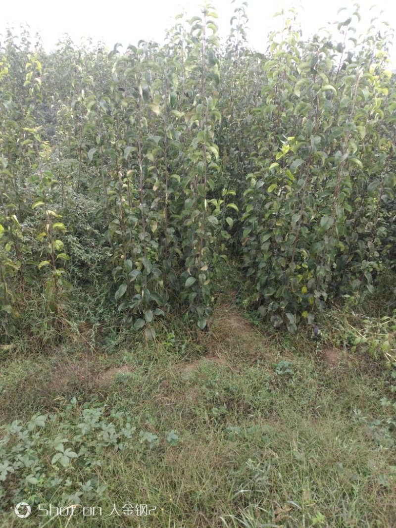 出售玉露香梨苗，定植梨树苗，基地直供，