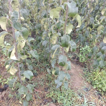 出售玉露香梨苗，定植梨树苗，基地直供，