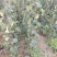 出售玉露香梨苗，定植梨树苗，基地直供，