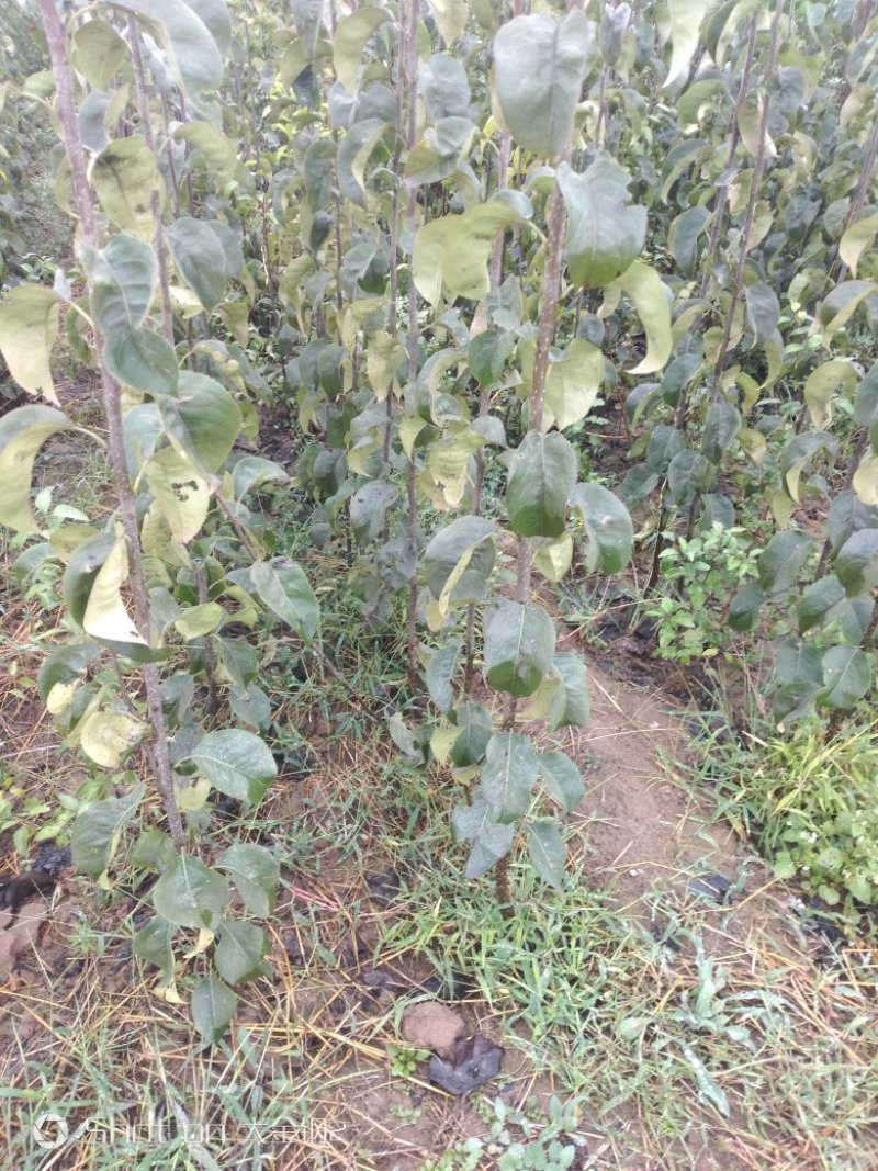 出售玉露香梨苗，定植梨树苗，基地直供，