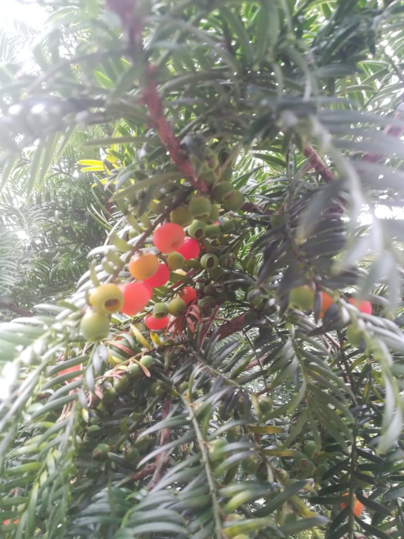 难到我桂林高山中的红豆杉就在你湖南种不非要江苏的。活吗？