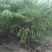 出售大田定植山桃苗，地径3-6公分，60-80高分枝点