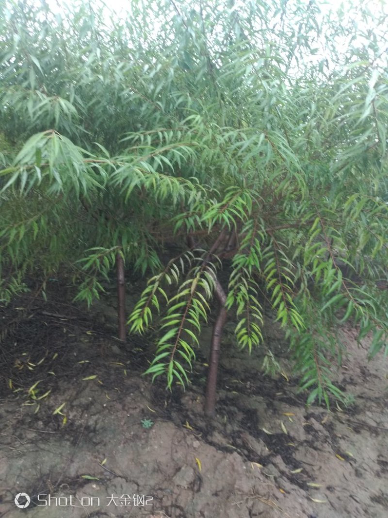 出售大田定植山桃苗，地径3-6公分，60-80高分枝点