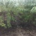 出售大田定植山桃苗，地径3-6公分，60-80高分枝点