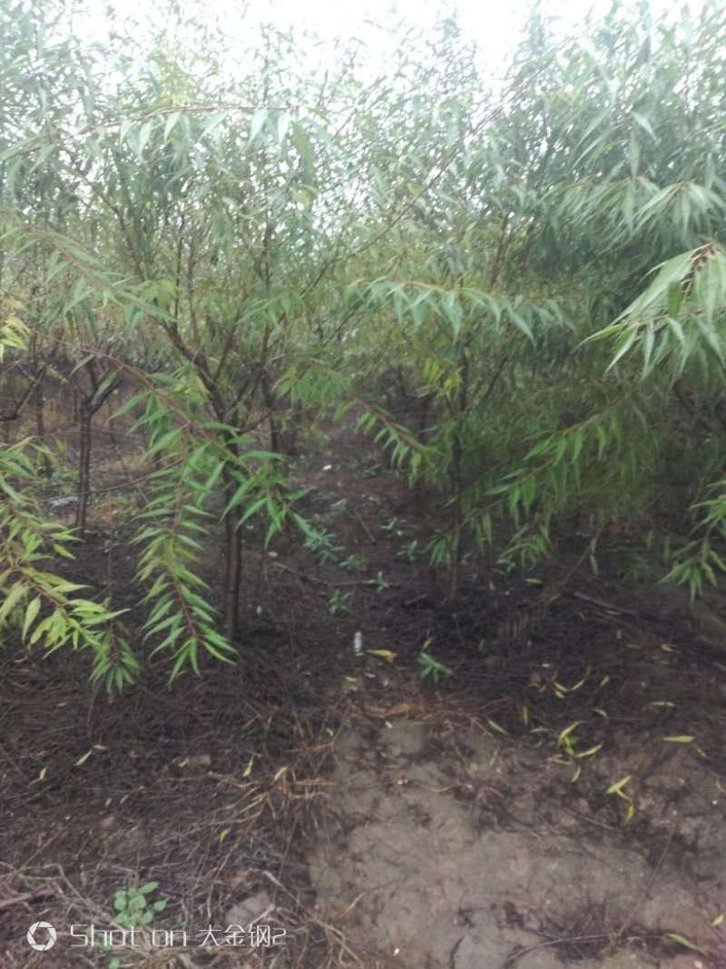 出售大田定植山桃苗，地径3-6公分，60-80高分枝点