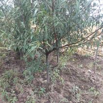 出售大田定植山桃苗，地径3-6公分，60-80高分枝点