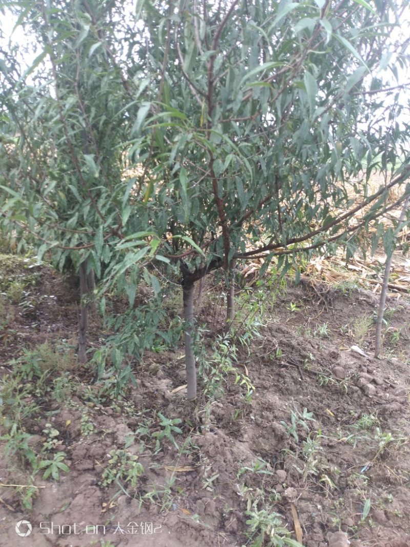 出售大田定植山桃苗，地径3-6公分，60-80高分枝点