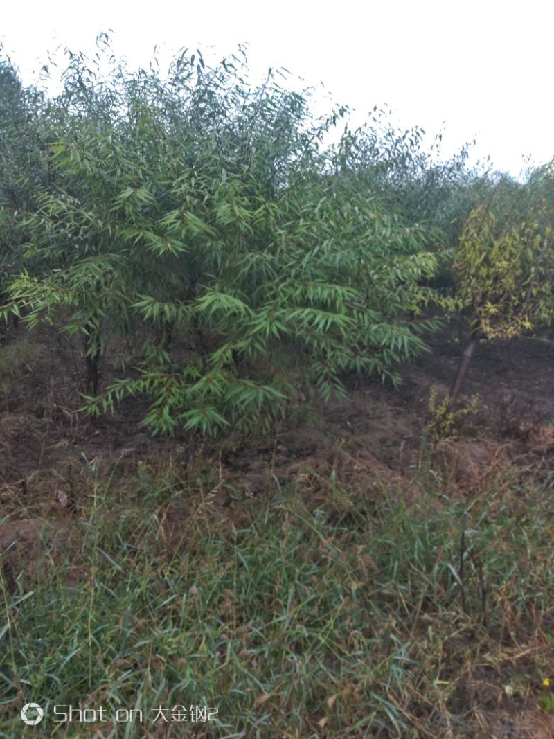 出售大田定植山桃苗，地径3-6公分，60-80高分枝点