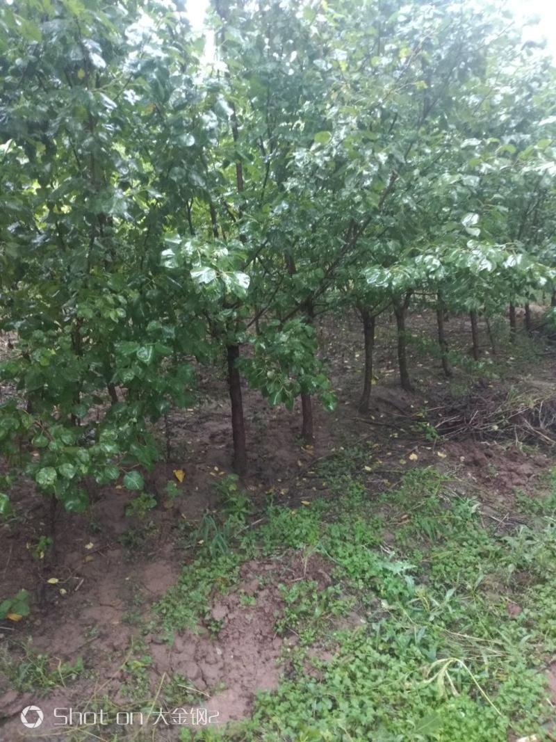 出售定植.密植山杏苗，地径3-6公分，基地看货。