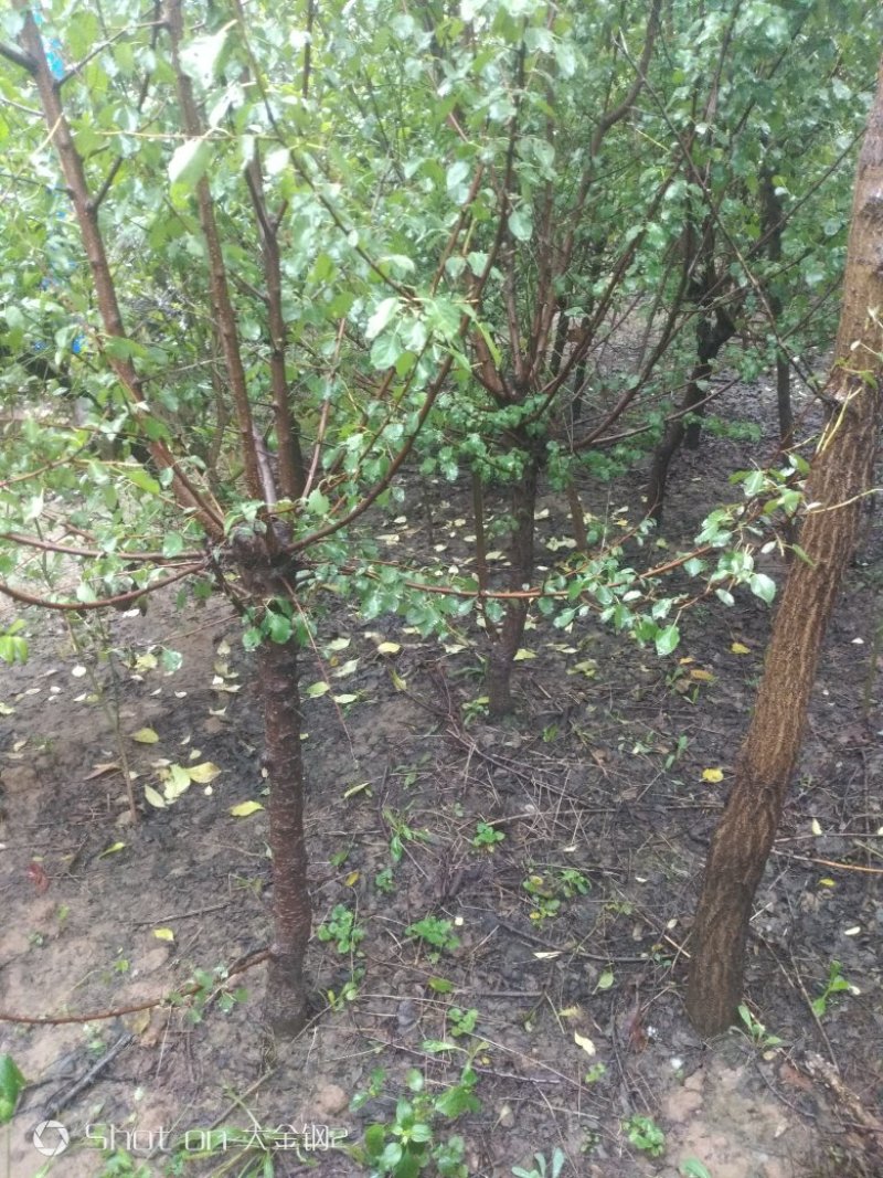 出售定植.密植山杏苗，地径3-6公分，基地看货。