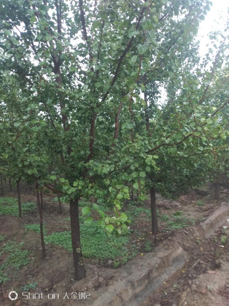 出售定植.密植山杏苗，地径3-6公分，基地看货。