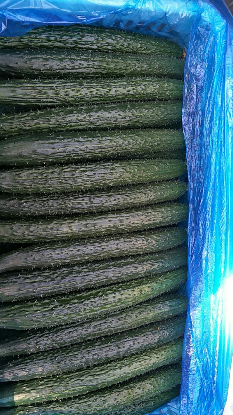 精品紫光园茄